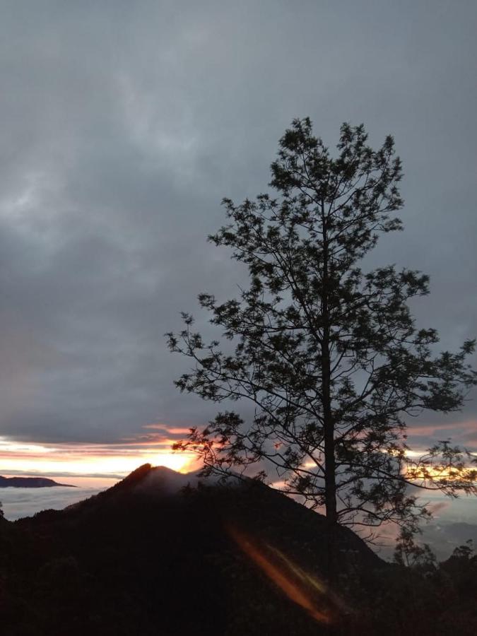 Forest Cyniciam Homestay オヒヤ エクステリア 写真