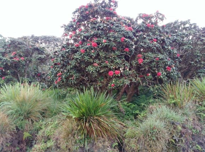 Forest Cyniciam Homestay オヒヤ エクステリア 写真